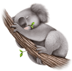 Png Koala - Koala Png