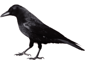 Black Crow Png Image