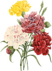 Pierre - Carnations Painting Png