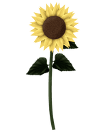 Sunflowers Png Clipart