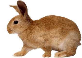 Rabbit Png Image - Rabbit Png