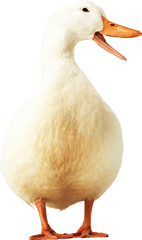 Duck Png Image Free Download - Duck