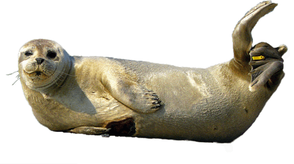 Harbor Seal Png Transparent Photo - Harbor Seal Png