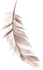 Cartoon Feather Material Png Download - Transparent Background Feather Cartoon Png