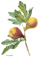 Plant Flower Tree Fruit Common Fig - Free PNG