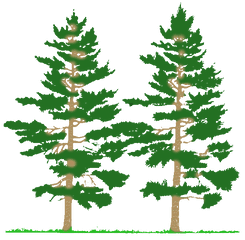 Download Pine Tree Black And White Image Clipart Png Free - Types Of Forest Fire