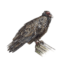 Ericktoussaint - Turkey Vulture Png