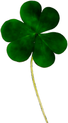 Day Shamrock Stock - St Patricks Day Leave Png