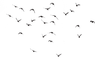 Birds Free Download - Free PNG