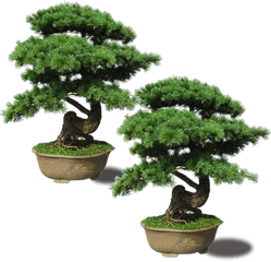 Download Maple Pinus Thunbergii Plant - Bonsai Png