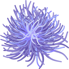 Iphone Case For Sale - Sea Anemone Art Png