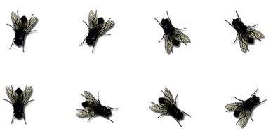 Flies Photos - Free PNG