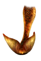 Mermaid Tail Png Hd