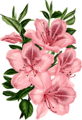 Pinkplantflower Png Clipart - Royalty Free Svg Png Pink Flower Drawing Transparent