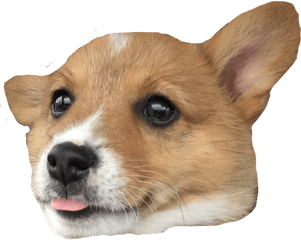 Pembroke Welsh Corgi Cardigan - Corgi Png