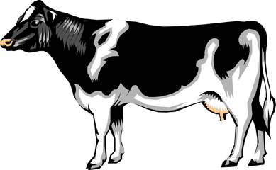 Download Dairy Cow Royalty Free Vector - Realistic Cow Clip Art Png