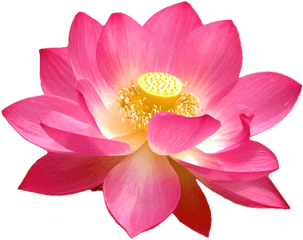 Aquatic Plants - Lotus Flower Png Hd