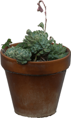 Succulent Plants - Rosette Png