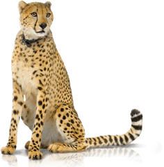 Hd Png - 02 Produkte Panel Backuphd Transparent Cheetah With White Background