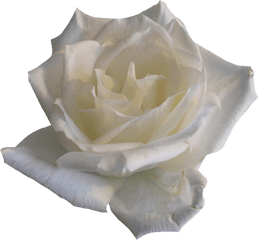 Transparent Background White Roses - White Roses Png