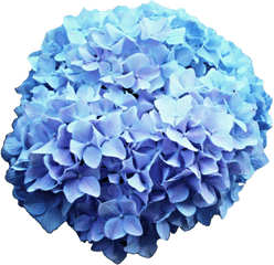 Hydrangea Clipart Blue Png