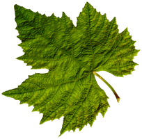 Green Leaf Png