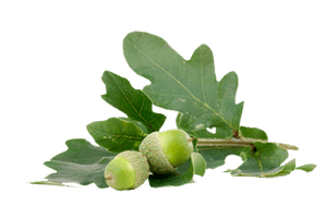 Acorn Png Image Acorns