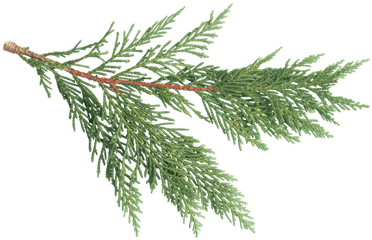 Texture Ninja - Pine Texture Leaf Png