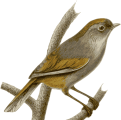 Png Transparent Background Image Sparrow