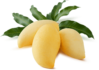 Nam Dok Mai Mango Png - Mango Namdokmai