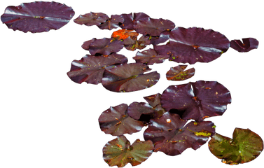 Download Water Lily Png - Purple Leaves Water Lilies