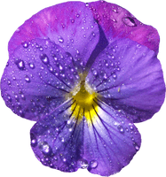 Violet Image - Free PNG