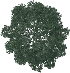 Top View Of Pine Tree High Res Free Transparent U0026 Png