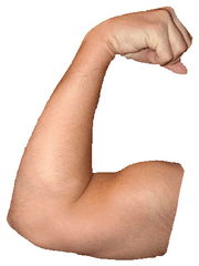 Download Hd Arm Muscle Png - Muscles Arm Png