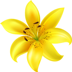 Picture Transparent Flower Png Files Yellow