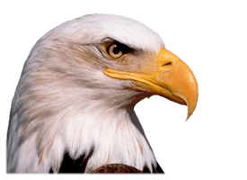 Eagle Head Png Image Download