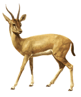 Springbok Antelope Africa Vecteur Free Download PNG HQ