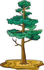 Pine Tree Clipart Free Download Transparent Png Creazilla - Pine Tree Clipart