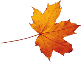 Transparent Autumn Leaves Falling Png - Autumn Leaf Transparent Background