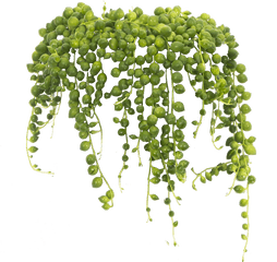 String Of Pearls - Transparent String Of Pearls Plant Png