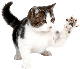 Feral Cat Clinic In Northeast Ohio Tnr Of Warren United - Best Cat Cats Toys Amazon Png