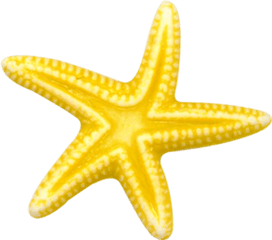 Starfish Png Images - Lovely