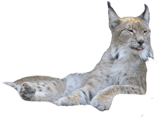 Download Animal Png - Bobcat