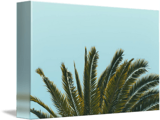 Row Of Palm Fronds With Turquoise Background By Laura Drake Enberg - Horizontal Png