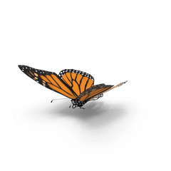 Imagem Borboleta - Monarch Butterfly Png