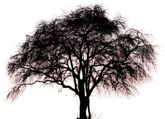 Big Tree Pngs Free Files In - Big Tree Silhouette Png