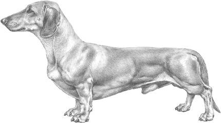 Dachshund Miniature - Dachshund Standard Fci Png