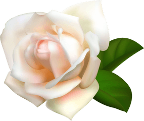 Garden Roses Centifolia Pink Clip - White Roses Transparent Background Png