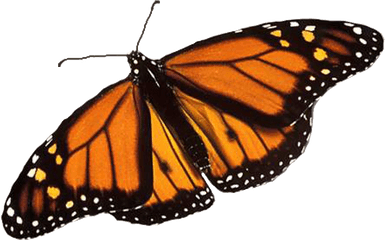 Monarch Butterfly Png Image Background - Butterfly Png