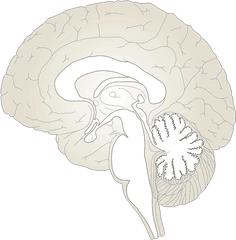 Brain Clipart - Clipartbarn Pain Matrix Brain Diagram Png